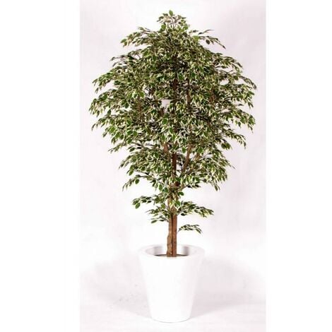 Ficus Hawaiian Semi-Naturale · Variegato · Tronco Mansanisi - 100