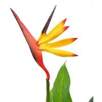Hommoo Artificial Strelitzia Reginae Plant Bird of Paradise 66 cm