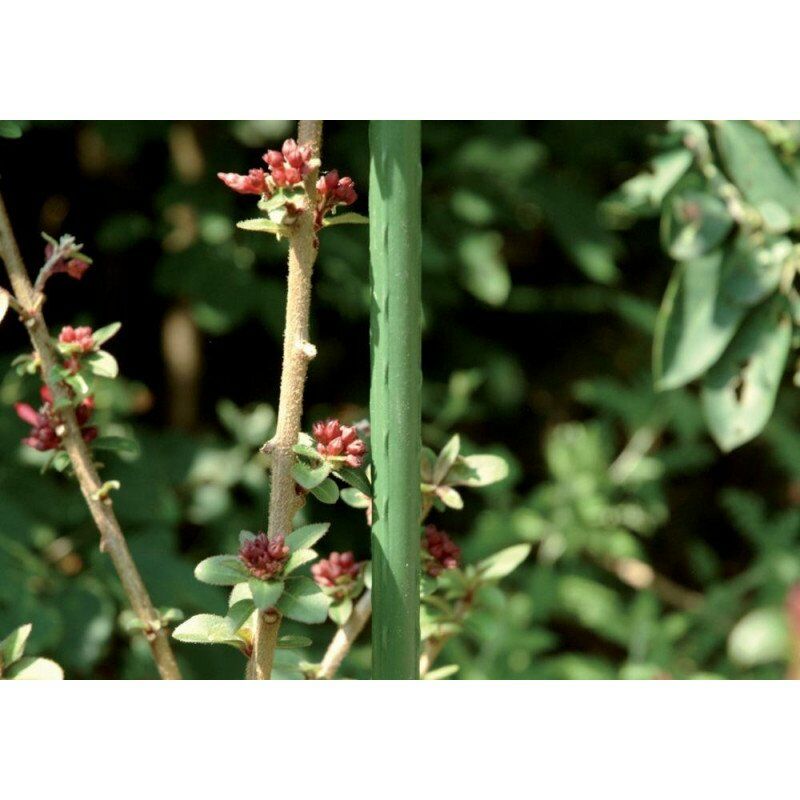 Carrinho Para Plantas Com Rodas - Suporte Metálico Até 90kg