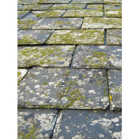 Bidon de 5L Fongicide DALEP UC traitement ultra concentré pour 250m² sans odeur