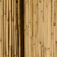 Sol Royal Valla de bambú Protectora SolVision B38 Estera de privacidad Visual y Viento Natural Balcones terrazas Jardines barandas Cerca con cañas Gruesas	100cm, 250cm