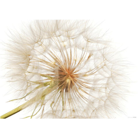 Dandelion, photo murale intissée, 155x110 cm, 1 part (1/3)