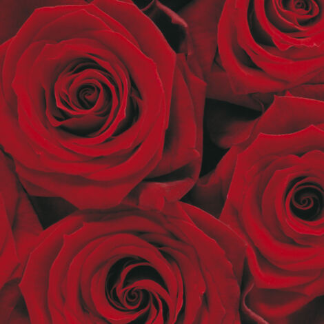 Roses Photo murale - 194 x 270 cm (1/4)