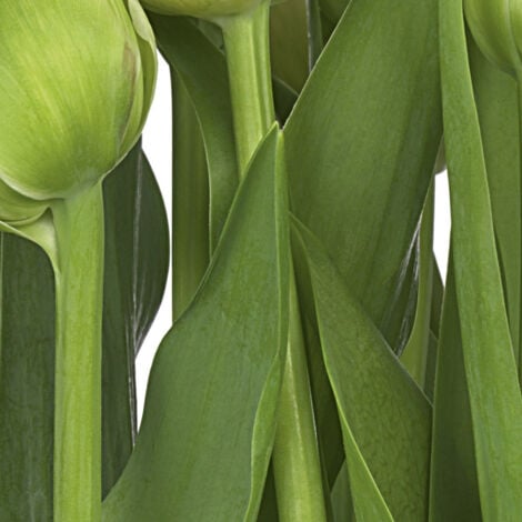 Papier Peint - Tulipes - 368 x 254 cm
