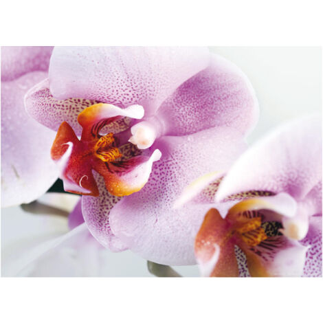 Violet orchid, photo murale, 160 x 115 cm, 1 part (1/2)