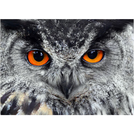 Owl, photo murale, 160 x 115 cm, 1 part (1/2)
