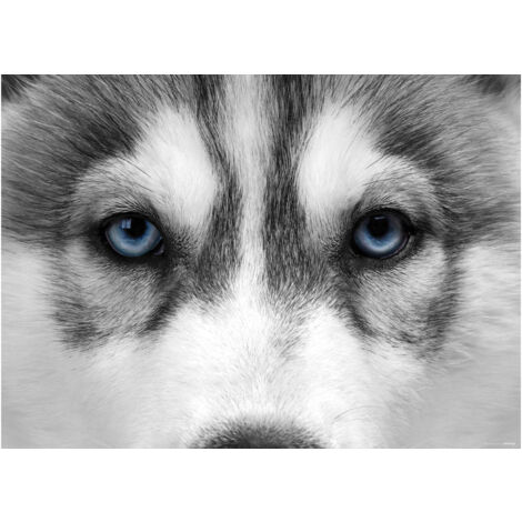 Wolf, photo murale, 160 x 115 cm, 1 part (1/2)