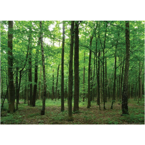Forest, photo murale intissée, 155x110 cm, 1 part (1/3)