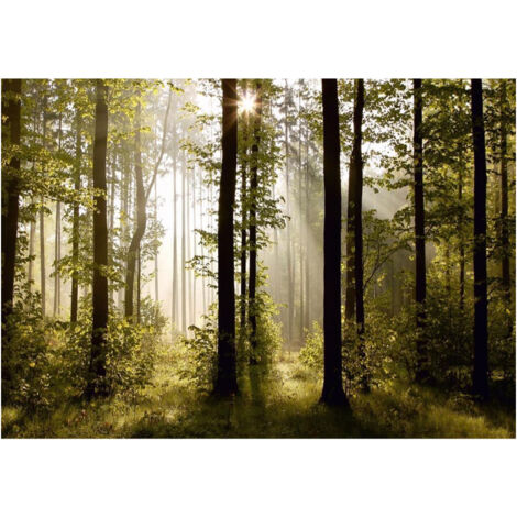 Morning forest, photo murale intissée, 360x270 cm, 4 parties (1/3)