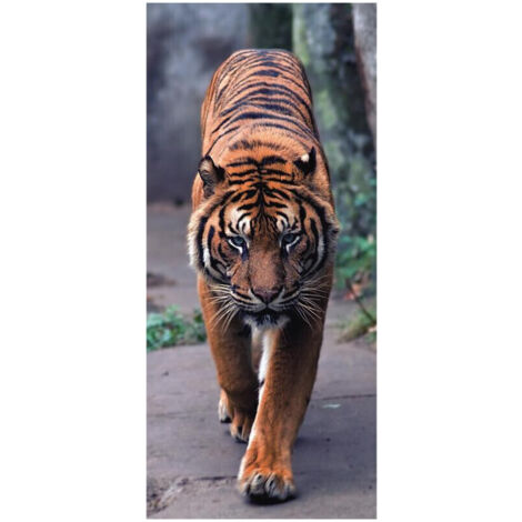 Tiger , intissé photo mural, 90 x 202 cm, 1 part (1/3)