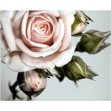Rose, photo murale intissée, 360x270 cm, 4 parts (1/3)