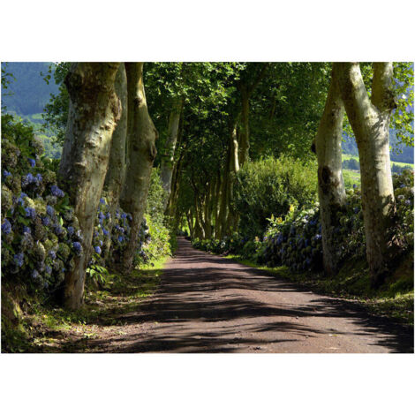 Forest alley, photo murale, 360x254 cm, 4 parts (1/3)