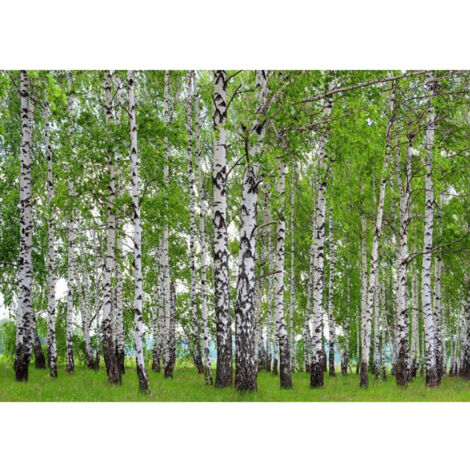 Photo murale forêt d'arbres bouleaux 360x254 cm, 4 lés (1/3)