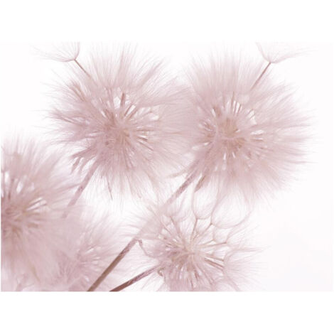 Photo murale fleur pissenlit rose sur fond blanc 360x254 cm, 4 lés (1/3)