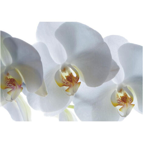 White orchid, photo murale, 180x127 cm, 1 part (1/3)