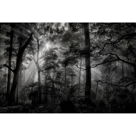 Poster Thème Monochrome Forest - 360 x 270 cm (1/3)