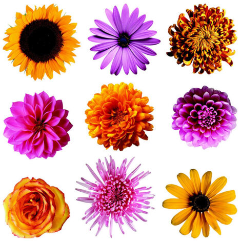 Sticker Fleurs multicolores - 1 planche 30 x 30 cm (1/5)