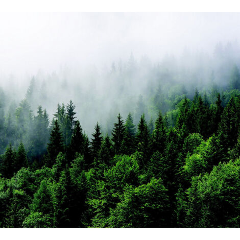 Papier peint foret avec brouillard 225 x 270 cm (1/3)