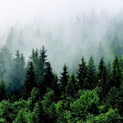 Poster intissé foret brouillard - 155 x 110 cm