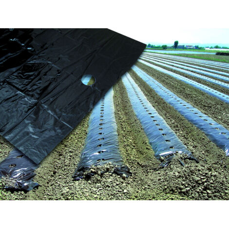 Telo Pacciamante Biodegradabile DI GIULIO - 1m X 50m Fori Ogni 40cm Per Orto Bio - Foto 8