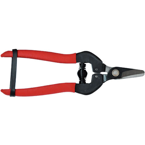 AUSONIA Forbice Cogliuva Da 15 Cm In Blister – Acciaio Inox E Manico Ergonomico, Prodotta In Italia