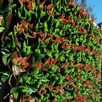 Treillis Bois Jardin Extensible Feuille de Photinia MGS