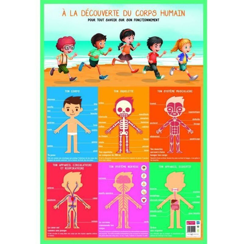 Poster pédagogique Corps humain 52 x 76 cm Livraison gratuite — free download