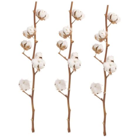 JARDIN202 - JARDIN202 - Ramo de Algodón Naturales Flor Natural 60cm de alto con 8 algodones cada tallo Ramo 3 tallos () Ramo 3 tallos Ramo 3 tallos -