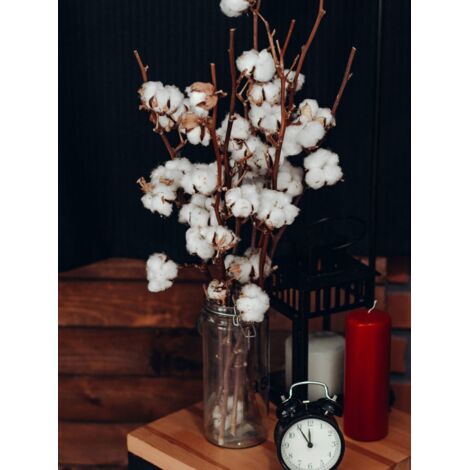 JARDIN202 - JARDIN202 - Ramo de Algodón Naturales Flor Natural 60cm de alto con 8 algodones cada tallo Ramo de 6 tallos () Ramo de 6 tallos Ramo de 6 tallos -