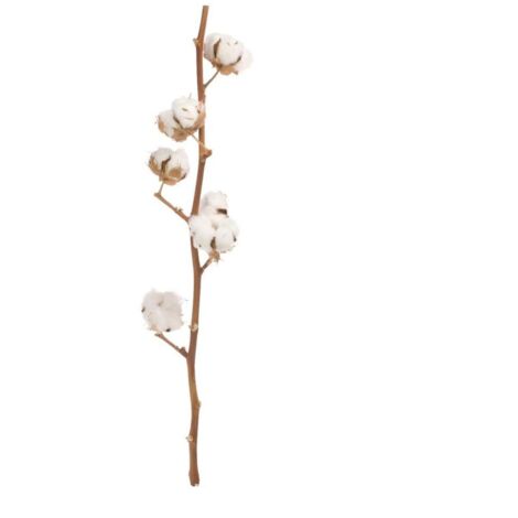 JARDIN202 - JARDIN202 - Ramo de Algodón Naturales Flor Natural 60cm de alto con 8 algodones cada tallo Unidad () Unidad Unidad -