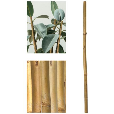 JARDIN202 - Tutores de Bambú Ecológicos para Jardín - Estaca Natural: 60-210cm, Packs de 12-36 Unidades 150cm (Alto) ø 10-12 mm (Pack 12 uds)