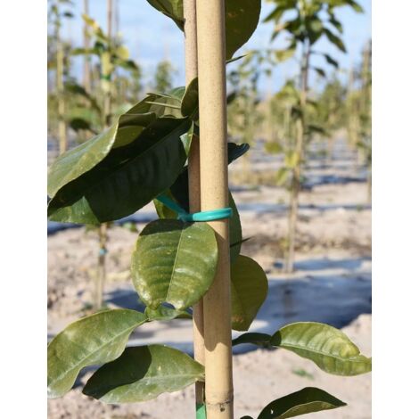 JARDIN202 - JARDIN202 - Bala Tutor Bambú Pack 500 Unidades - Varillas de Bambú Natural para Jardinería y Cultivos Alt: 90cm / Diam: 8-10mm () Alt: 90cm / Diam: 8-10mm Alt: 90cm / Diam: 8-10mm -