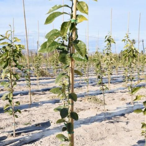 Faura - Faura - Bala tutor Bambú - 100 unidades  Alt: 240cm / Diam: 20-22mm ()  Alt: 240cm / Diam: 20-22mm  Alt: 240cm / Diam: 20-22mm -