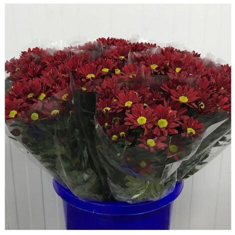 JARDIN202 - Margarita Crisantemo Flor Natural Crisantemo Bacardi Ramo de 5 tallos 70cm de alto (Rojo)