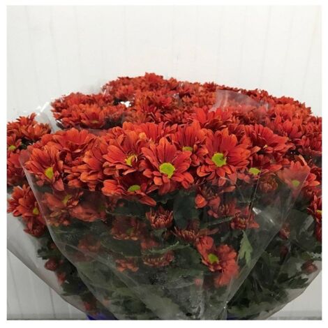 JARDIN202 - Margarita Crisantemo Flor Natural Crisantemo Bacardi Ramo de 5 tallos 70cm de alto (Naranja)