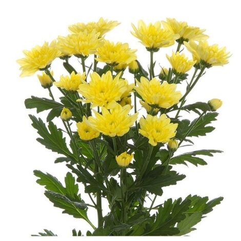 JARDIN202 - Margarita Crisantemo Flor Natural Crisantemo Euro Ramo de 5 tallos 70cm de alto (Amarillo)