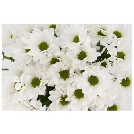 JARDIN202 - Margarita Crisantemo Flor Natural Crisantemo Bacardi Ramo de 5 tallos 70cm de alto (Blanco)
