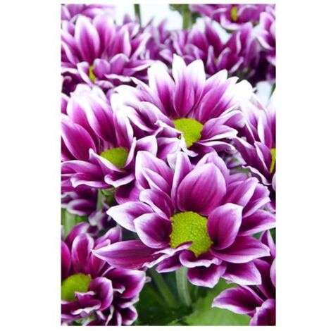 Margarita Crisantemo  Flor Natural  Crisantemo Arlequin  Ramo de 5 tallos  70cm de alto