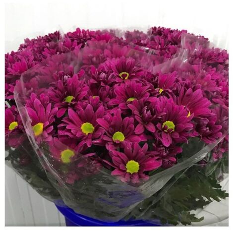 JARDIN202 - Margarita Crisantemo  Flor Natural  Crisantemo Bacardi  Ramo de 5 tallos  70cm de alto   (Fuchsia)