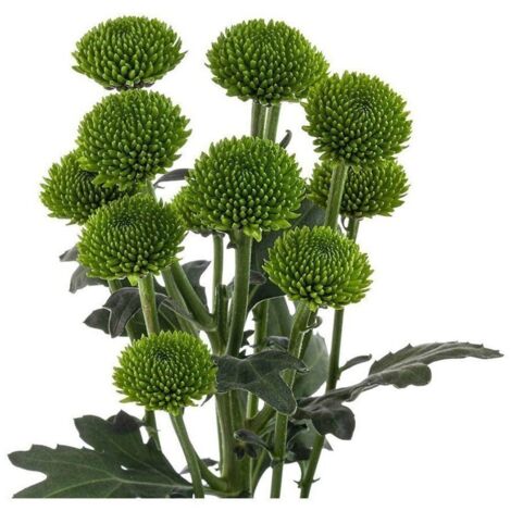 Margarita Crisantemo Flor Natural Crisantemo Boton Verde Ramo de 5 tallos 70cm de alto