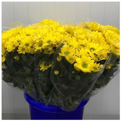 JARDIN202 - Margarita Crisantemo Flor Natural Crisantemo Bacardi Ramo de 5 tallos 70cm de alto (Amarillo)
