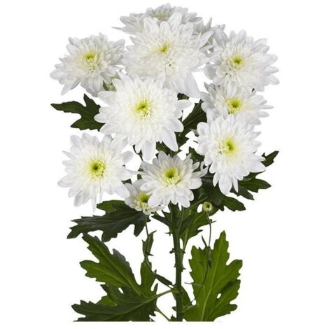 JARDIN202 - Margarita Crisantemo Flor Natural Crisantemo Euro Ramo de 5 tallos 70cm de alto (Blanco)