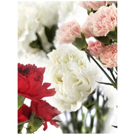 JARDIN202 - Clavel Colombiano Flor Natural Ramo de 20 tallos 65cm de alto (Rojo)