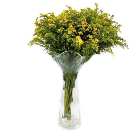 Solidago Flor Natural Ramo de 25 tallos Amarillo 80cm de alto