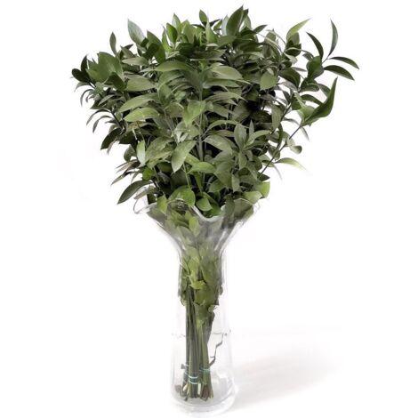Ruscus Flor Natural Ramo de 50 tallos Verde 80cm de alto
