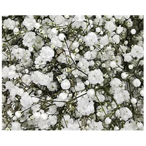 Paniculata Flor Natural Ramo de 25 tallos Blanco 80cm de alto