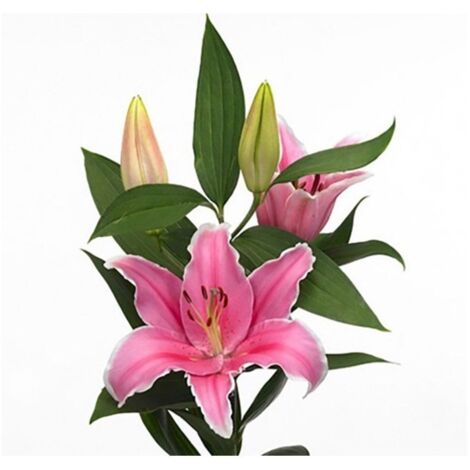JARDIN202 - Liliums LA  Flor Natural  Ramo de 10 tallos  80cm de alto   (Oriental Rosa)