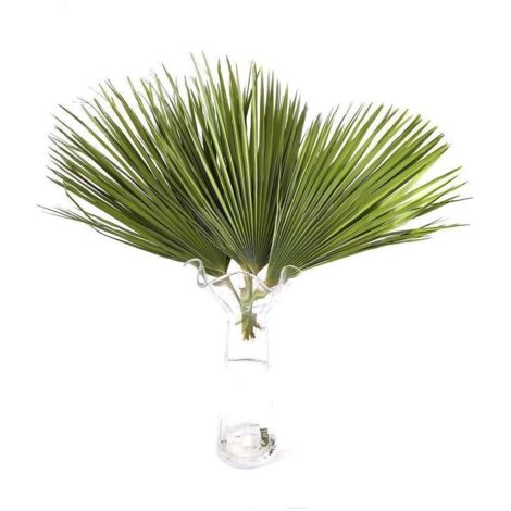 Palmitos  Flor Natural  Ramo de 10 tallos  Verde  60cm de alto (1/5)