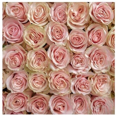 JARDIN202 - Rosas Variadas Flor Natural Ramo de 12 tallos 60cm de alto (Rosa Mondial)