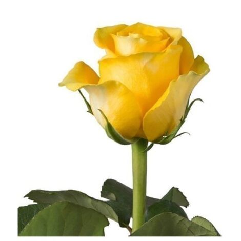 JARDIN202 - Rosas Variadas Flor Natural Ramo de 25 tallos 60cm de alto (Amarillas Brighton)